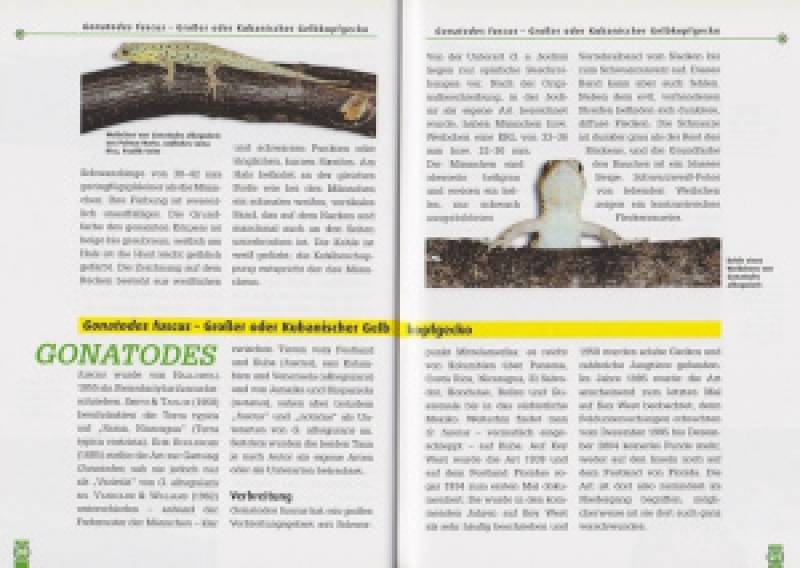 Neotropische Taggeckos